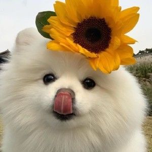 Meet your Posher, Antonio